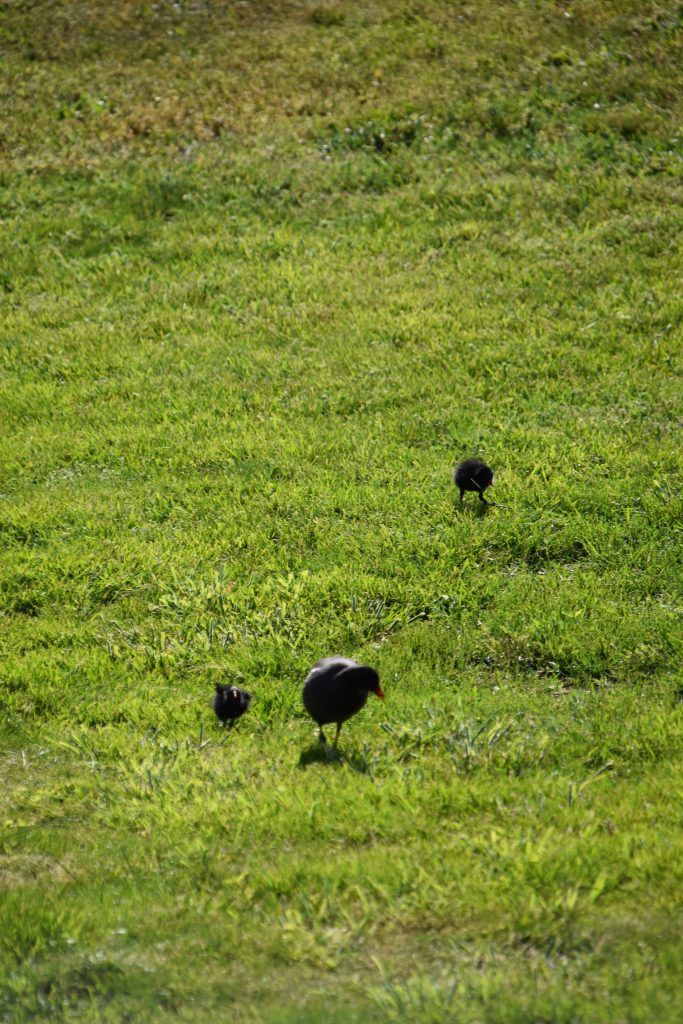 Vogels zwarte waterhoen
